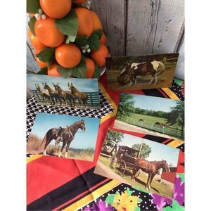 1960’s Mid Century Real Photo Postcards Bundle of 5 Horses Ponies 🐴🐎